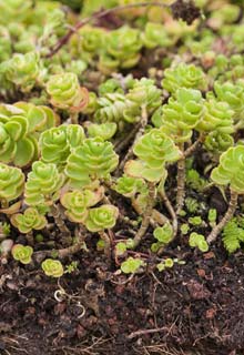 Create a green roof