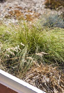 Create a green roof