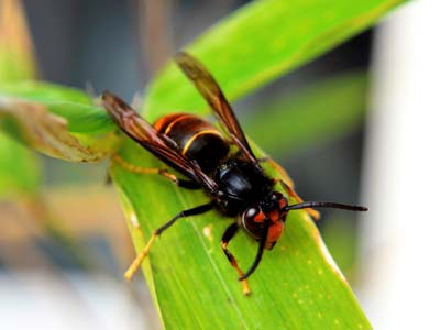 How to trap the Asian Hornet ?
