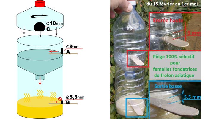 How to trap the Asian Hornet ?