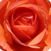 Orange Roses