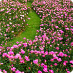 Ground cover Roses