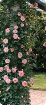 Climbing Roses