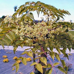 Aralia Ivy 'Variegata'- Aralia x lizei 'Variegata'