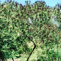 False Indigo - Indigobush - Amorpha fruticosa - Amorpha pubescens