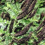 False Indigo - Indigobush - Amorpha fruticosa - Amorpha pubescens
