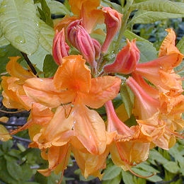 Azalea mollis - Azalea mollis