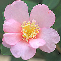 Christmas Camellia 'Plantation Pink' - Camellia sasanqua 'Plantation Pink'