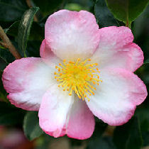 Christmas Camellia 'Versicolor' - Camellia sasanqua 'Yuletide'