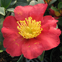 Christmas Camellia 'Yuletide' - Camelia sasanqua 'Yuletide'
