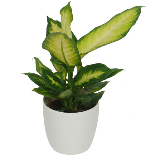 DIEFFENBACHIA 'Camilla' - c12 + Cachepot White