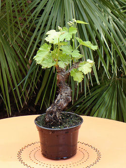 Vinestock 