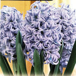 Hyacinth Bleu de Delft