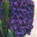Hyacinth Blue pearl