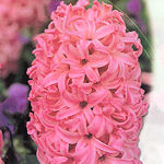 Hyacinth Pink pearl