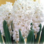 Hyacinth White pearl