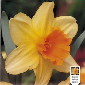 Daffodil fortissimo