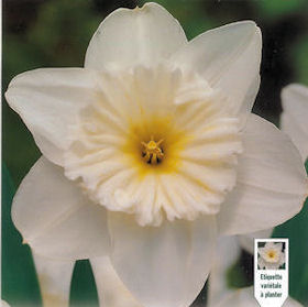 Daffodil Ice Follies