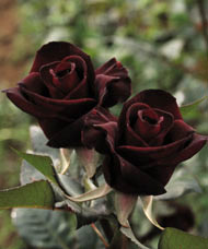 Rose 'Black Baccara' : buy Rose 'Black Baccara' / Rosa Black Baccara
