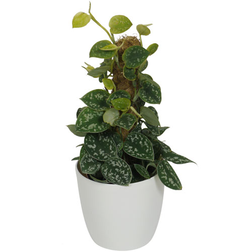 POTHOS, Devil's Ivy - c14 + Cachepot White