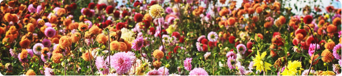 Dahlias from A to Z