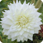 White Dahlias