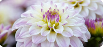 Gallery Dahlias