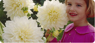 Large Flowers Dahlias