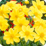 Yellow Dahlias