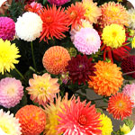 Mixed Dahlias