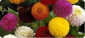 Pompom Dahlias