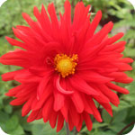 Red Dahlias