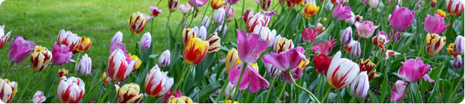 Tulips from A to Z