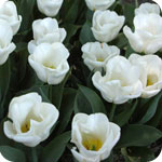 White Tulips