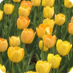 Yellow Tulips