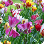 Mixed Tulips