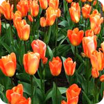 Orange Tulips