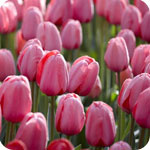 Pink Tulips