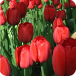 Red Tulips