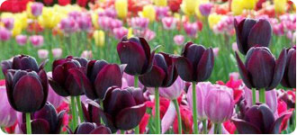 Late-flowering Tulips