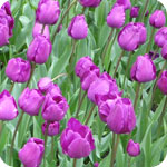 Purple Tulips