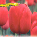 Tulip French Passion Tulip French Passion