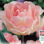 Tulip Angélique Tulip Angélique