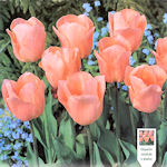 Tulip Apricot Beauty