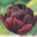 Tulip Black Hero Tulip Black Hero