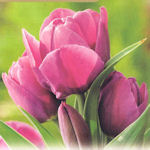 Tulip Purple Bouquet
