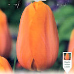 Tulip Dordogne Tulip Dordogne