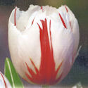 Tulip Happy Generation Tulip Happy Generation