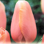 Tulip Menton Tulip Menton