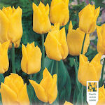 Tulip Yokohama